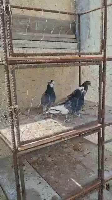 کبوتر|پرنده|زنجان, |دیوار
