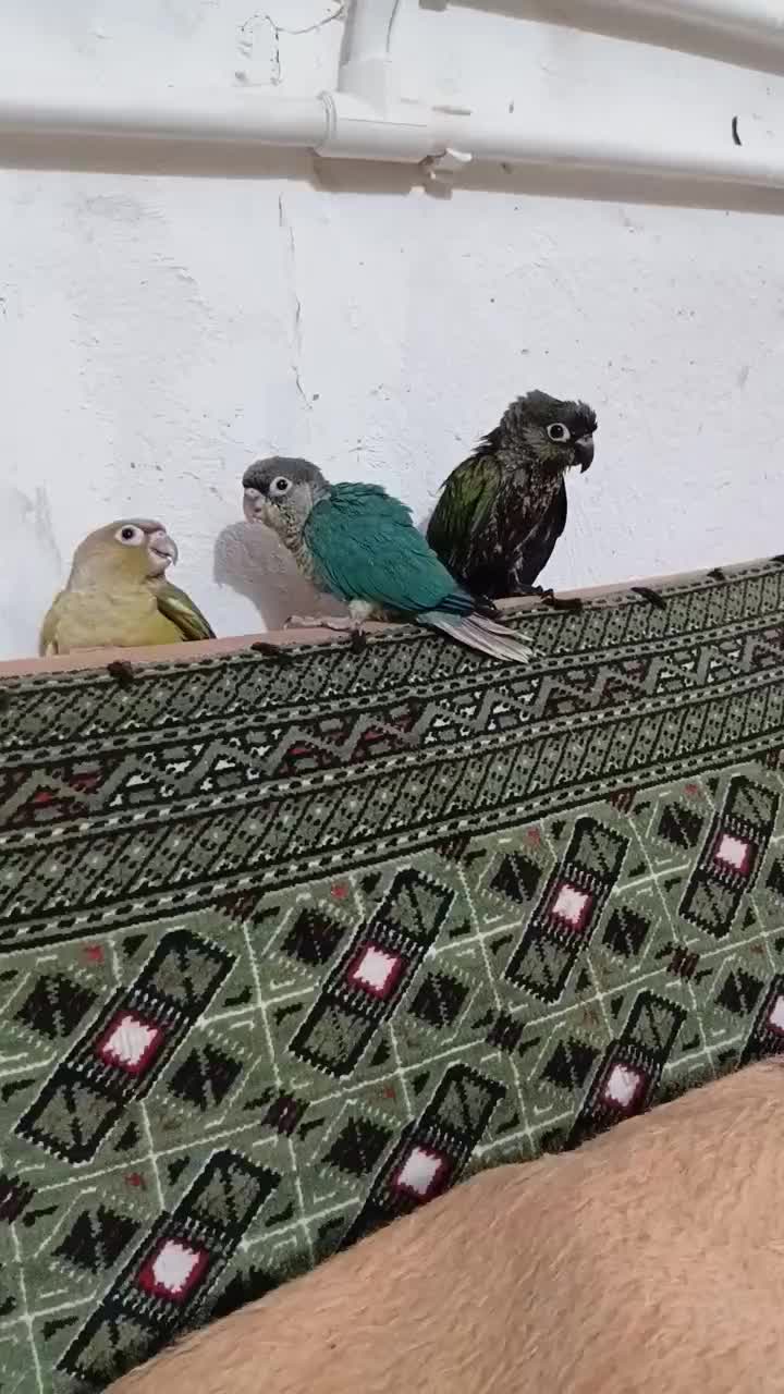 گیرنچیک تراکویس|پرنده|کرج, فاز ۳ گوهردشت|دیوار