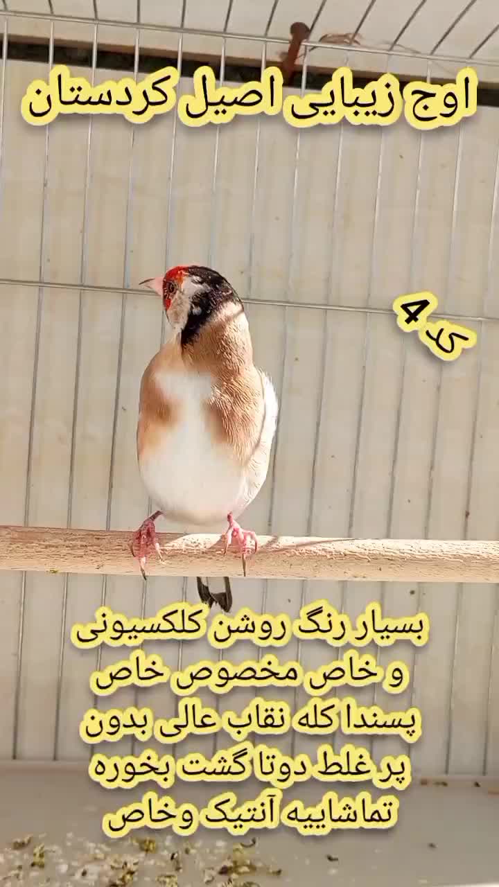 شاه جوجه سهره های زیر دهن|پرنده|سنندج, |دیوار