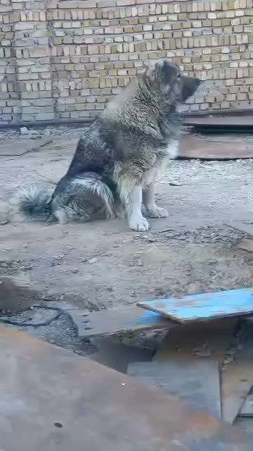 قفقازی کنکورسو سگ نگهبان درجه یک در کشور|سگ|تهران, تجریش|دیوار