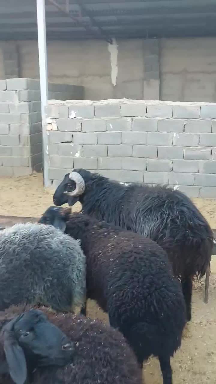 بره تکی وعمده ای|حیوانات مزرعه|ساوه, |دیوار