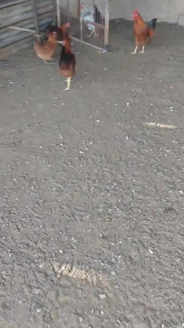 مرغ تخم گذار جوون|حیوانات مزرعه|مرودشت, فیروزی|دیوار