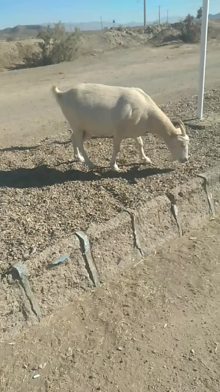 کولارو بز سانن|حیوانات مزرعه|فردوس (خراسان), |دیوار