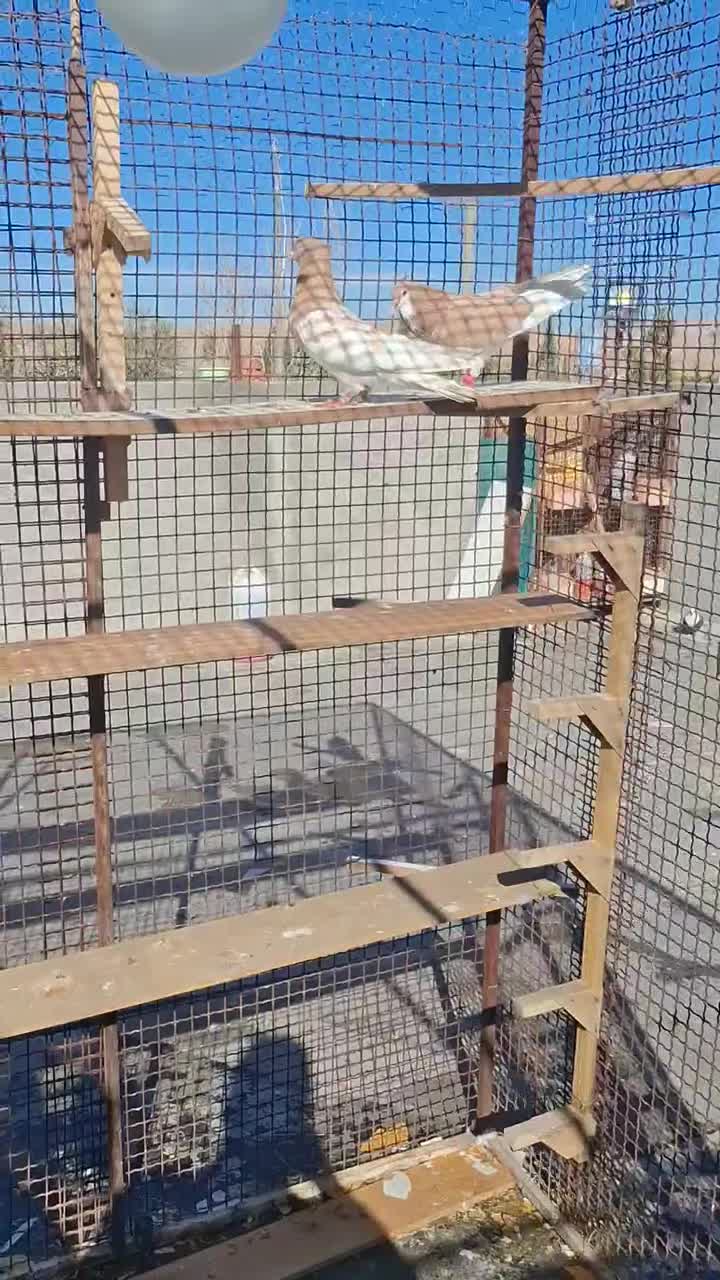 بهبونی|پرنده|شیراز, دوکوهک|دیوار