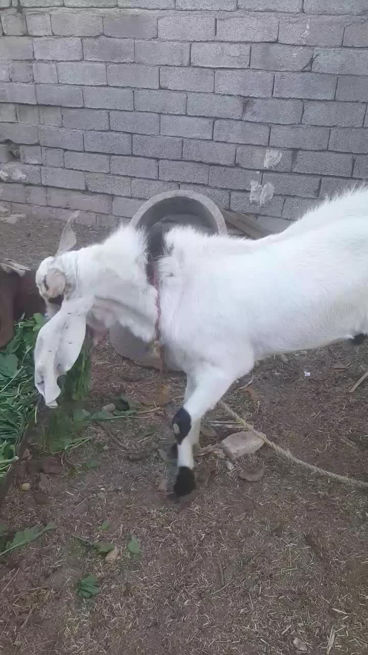 نر بز افغانی اصل اصل|حیوانات مزرعه|شوش, |دیوار