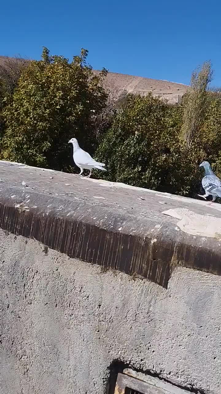 ماده سار  مسافتی|پرنده|مشهد, کارده|دیوار