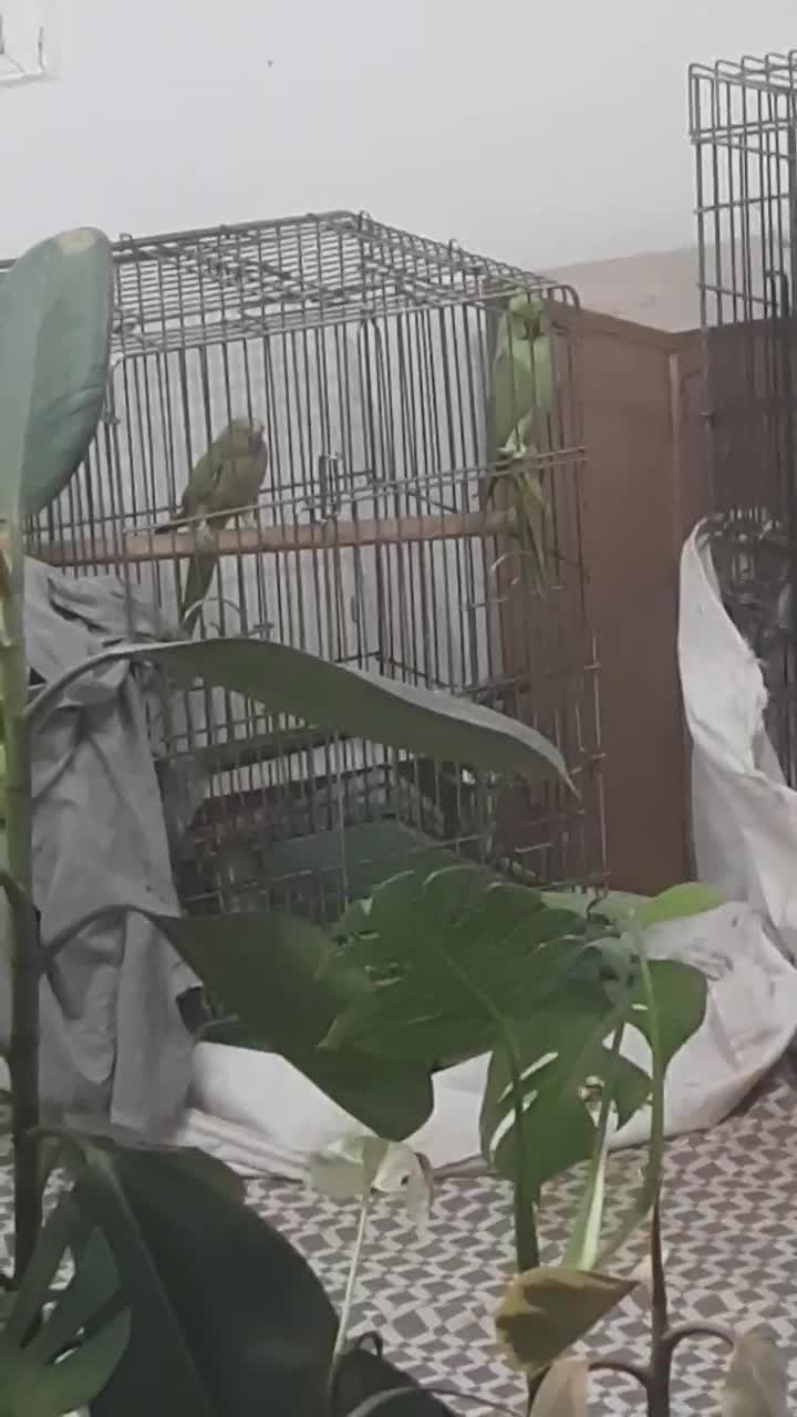 جفت طوطی ملنگو مولد خانگی .بدون قفس .تخفیف ندارد|پرنده|قائمشهر, |دیوار