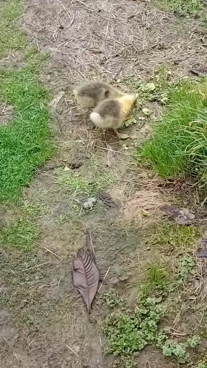 جوجه غاز|حیوانات مزرعه|رشت, حومه رشت|دیوار