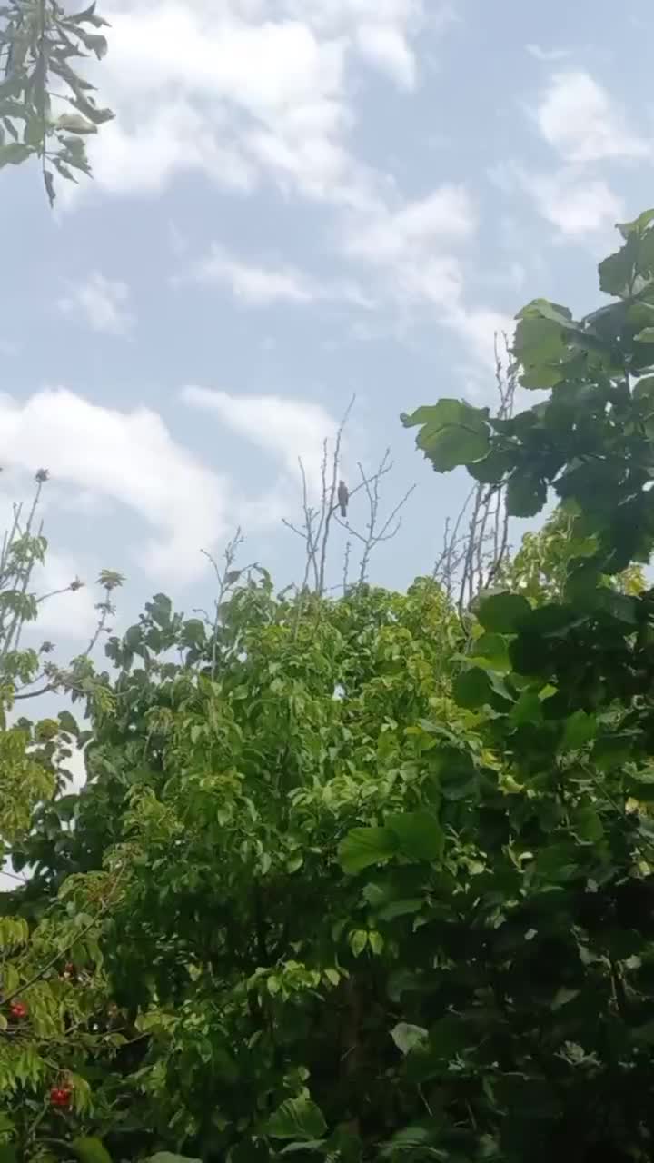 اجاره روزانه/هفتگی/ویلا باغ روستای یولاق|اجارهٔ کوتاه‌مدت ویلا و باغ|ساوه, |دیوار