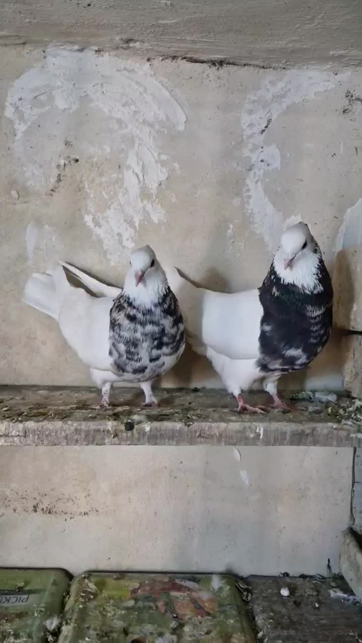 طوقی|پرنده|شیراز, گویم|دیوار