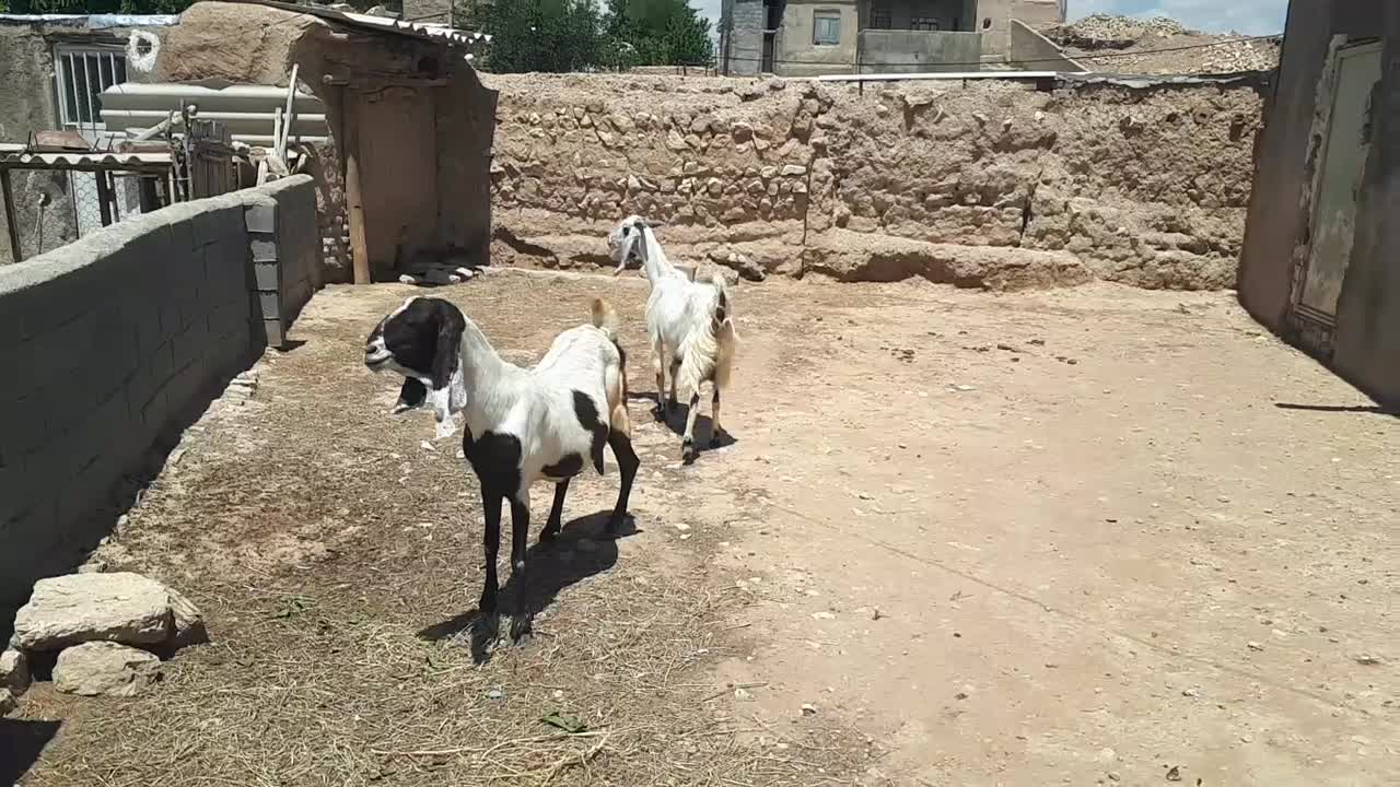 ۲عددبز|حیوانات مزرعه|شیروان (خراسان), |دیوار