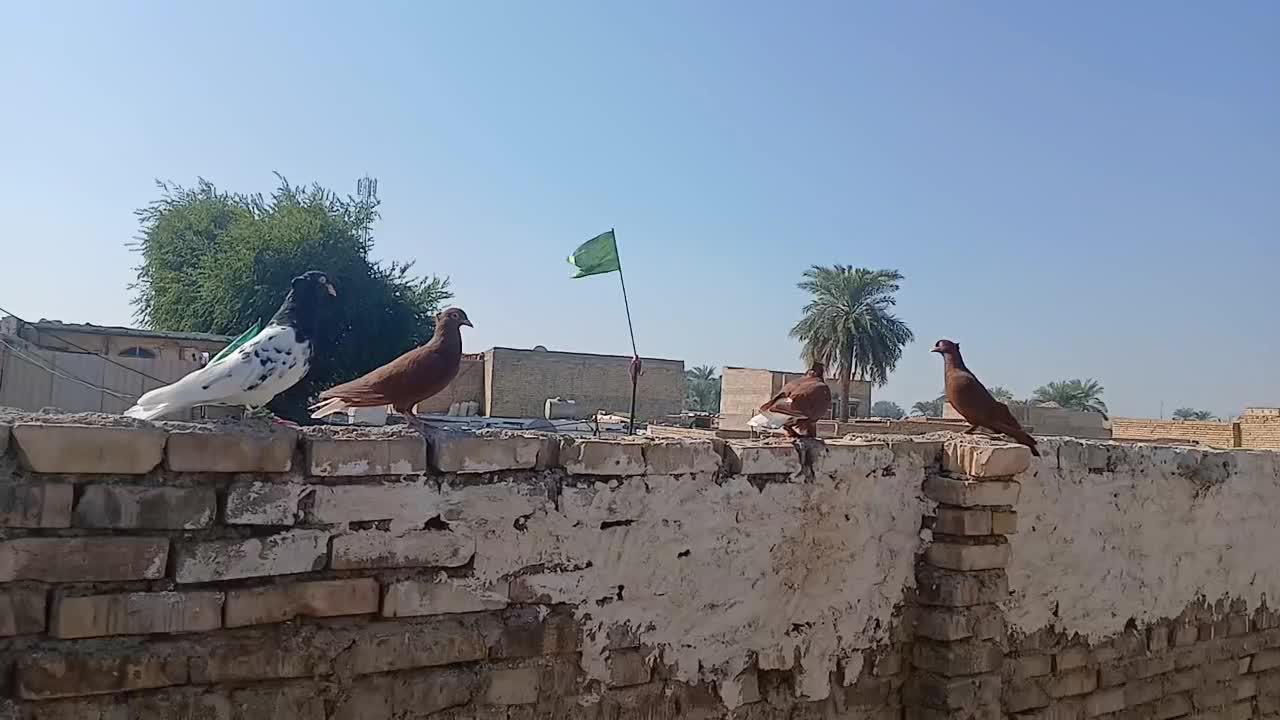 کبوتر دوری|پرنده|کارون, |دیوار