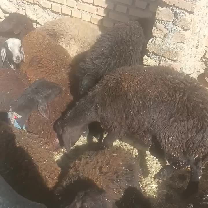 بره ماده لاقر باب پروار|حیوانات مزرعه|داران, |دیوار