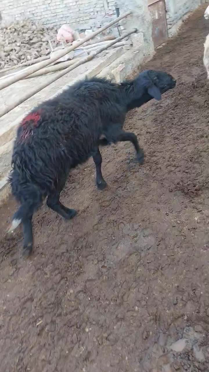 یک راس قوچ تیزران شیشک قره قزل|حیوانات مزرعه|سبزوار, قصبه شرقی|دیوار