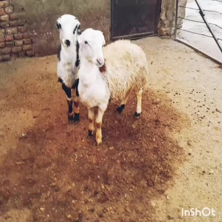 فروش دو تا بره قوچ بی گوش|حیوانات مزرعه|بروجرد, |دیوار