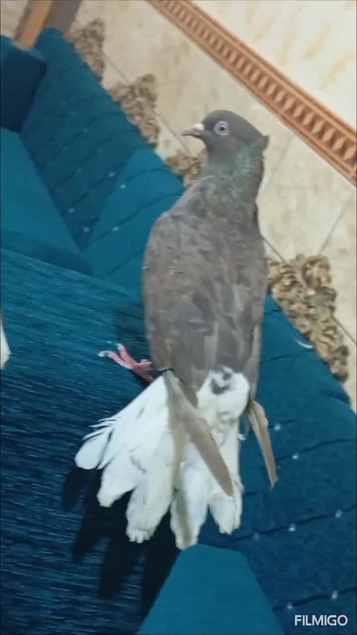 جوفت اشعل درجه یک|پرنده|اهواز, کوی مندلی(سه راه خرمشهر)|دیوار