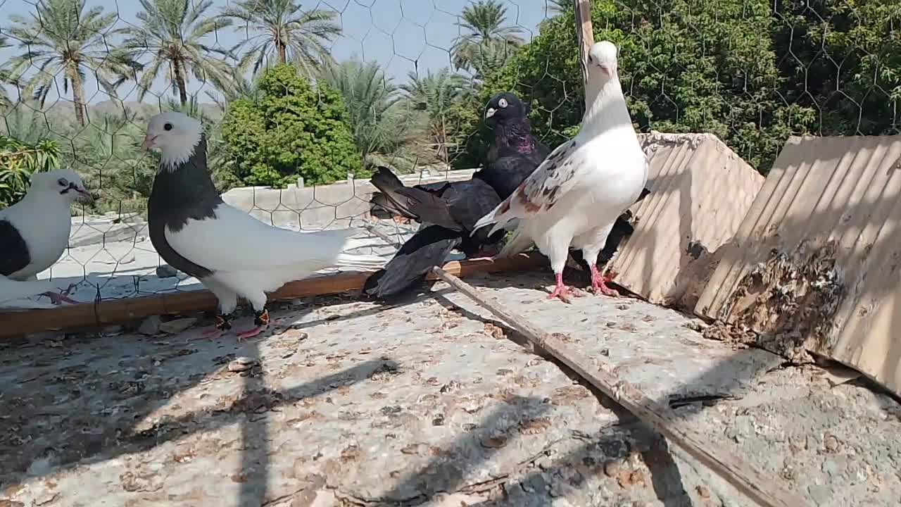 تعدادی کفتر فروشی طوقی و|پرنده|میناب, |دیوار