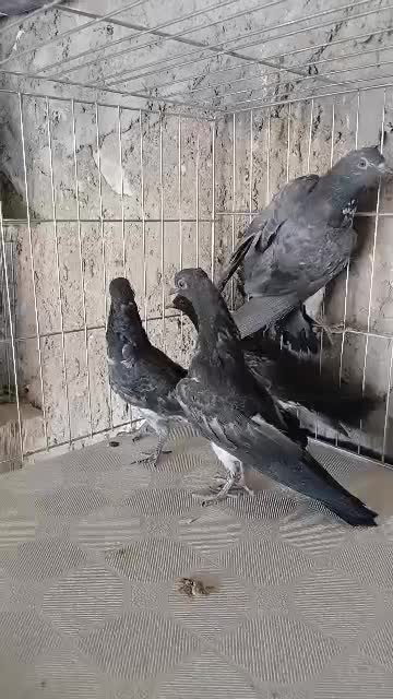 کبوتر چپرا پتی والا.تیدی.|پرنده|رویدر, |دیوار