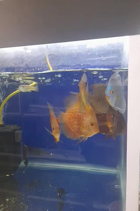 ماهی دیسکس|ماهی|مشهد, جنت|دیوار