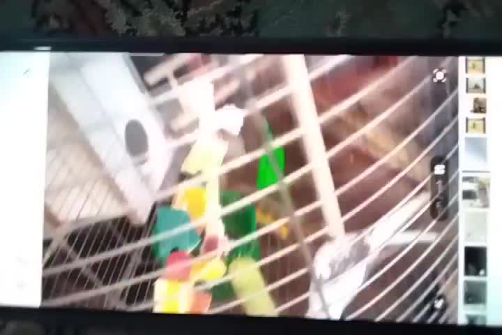 جوفت خوب عروس نر سخن گو|پرنده|آشخانه, |دیوار