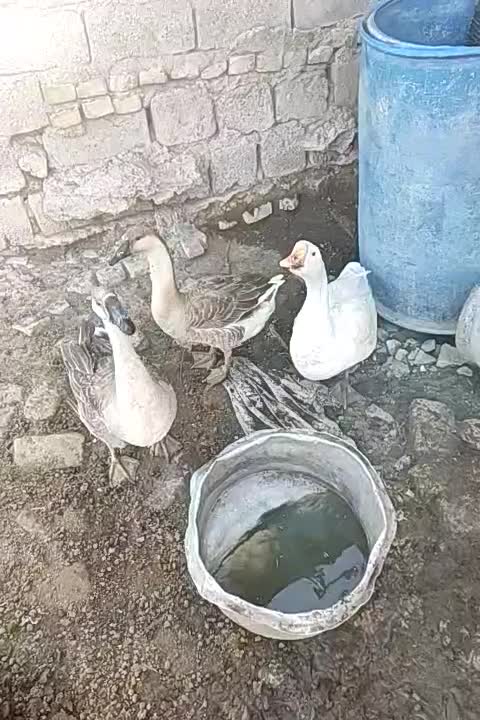 اهواز سراه خرمشهر گنبوعه بزرگ روستای ملیحه سیدحسن|حیوانات مزرعه|حمیدیه, |دیوار