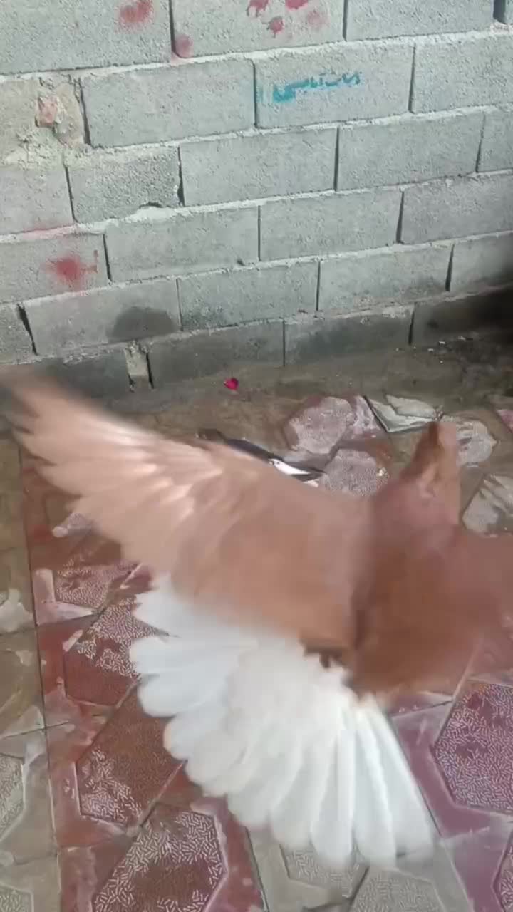 کبوتر رنگی سرخ دمسفید نرکاکلی|پرنده|قائم‌شهر, |دیوار