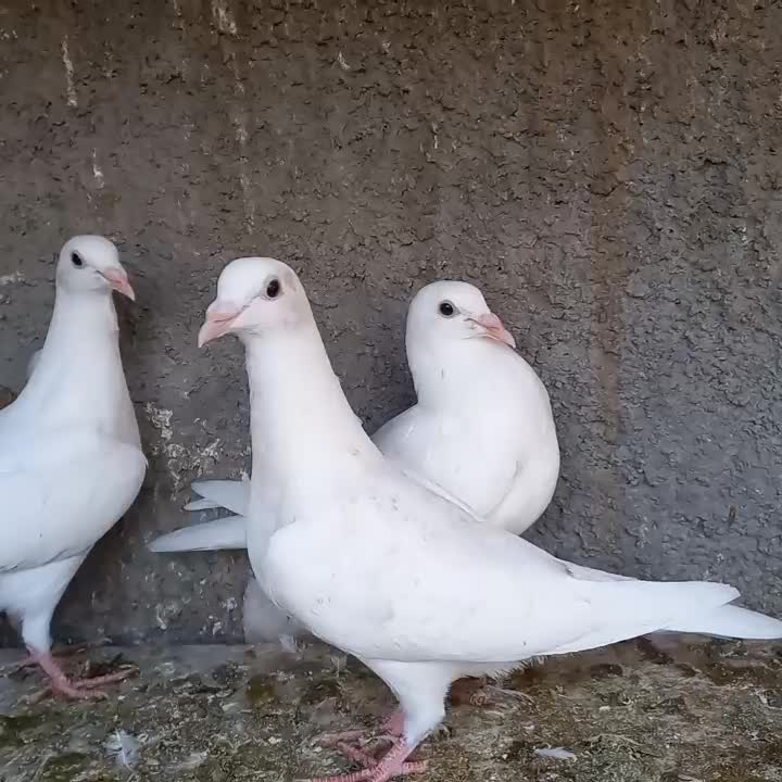 جوجه سرور|پرنده|لنجان, |دیوار
