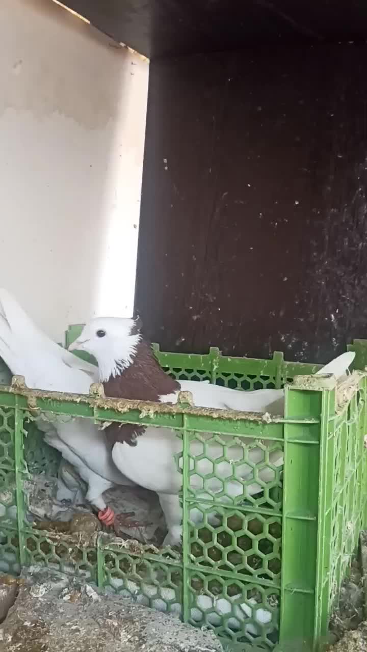 کفتر|پرنده|مشهد, حسابی جنوبی (شهرک غرب)|دیوار