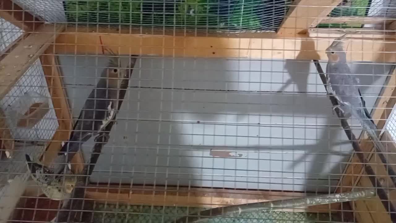 عروس هلندی|پرنده|جوین, |دیوار