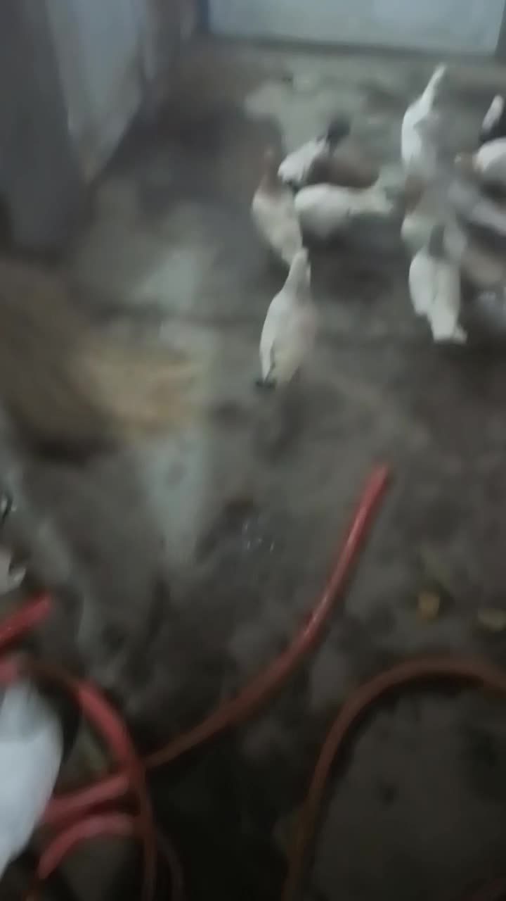 باشلی|پرنده|آذرشهر, |دیوار