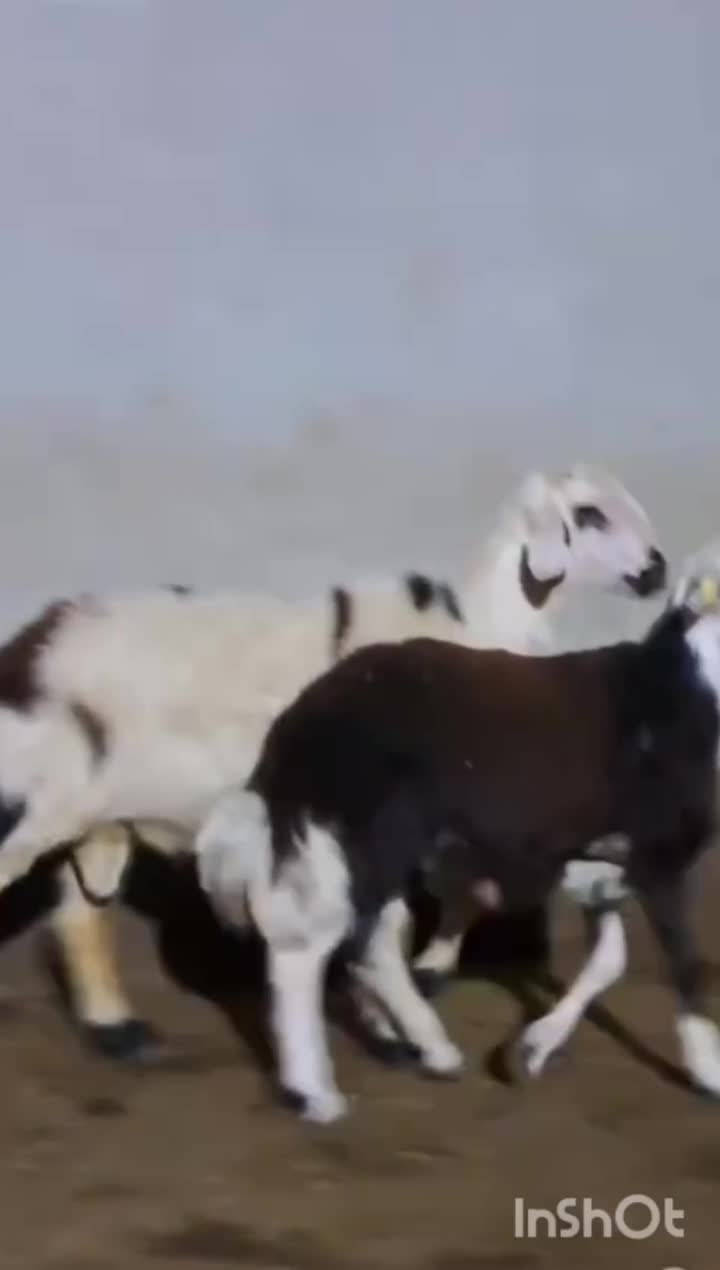 بره قوچ|حیوانات مزرعه|تربت جام, جلگه موسی آباد|دیوار