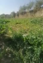 شلغم درجه یک|خوردنی و آشامیدنی|سیسخت, |دیوار