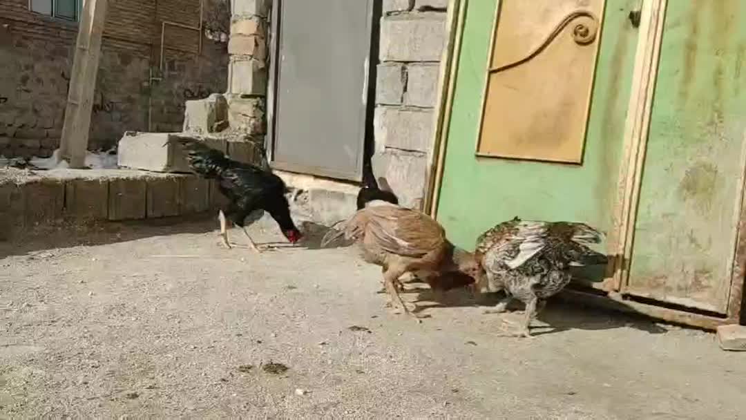 مرغ لاری|حیوانات مزرعه|قصابه, |دیوار