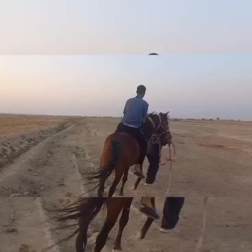 اسب نر  اصل عرب|حیوانات مزرعه|هندیجان, |دیوار