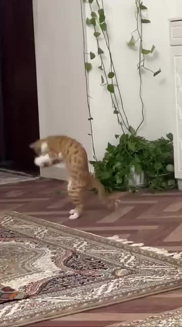 حیوان خانگی گربه معمولی|گربه|زنجان, |دیوار