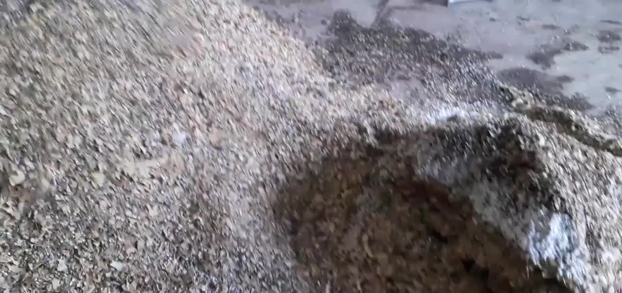 خزه چماقی|گل و گیاه طبیعی|قم, پردیسان|دیوار