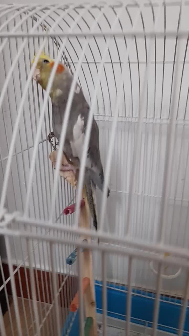 عروس هلندی|پرنده|بابل, |دیوار