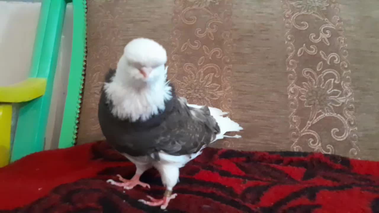 کبوتر نوک قنار|پرنده|تهران, بوستان ولایت|دیوار