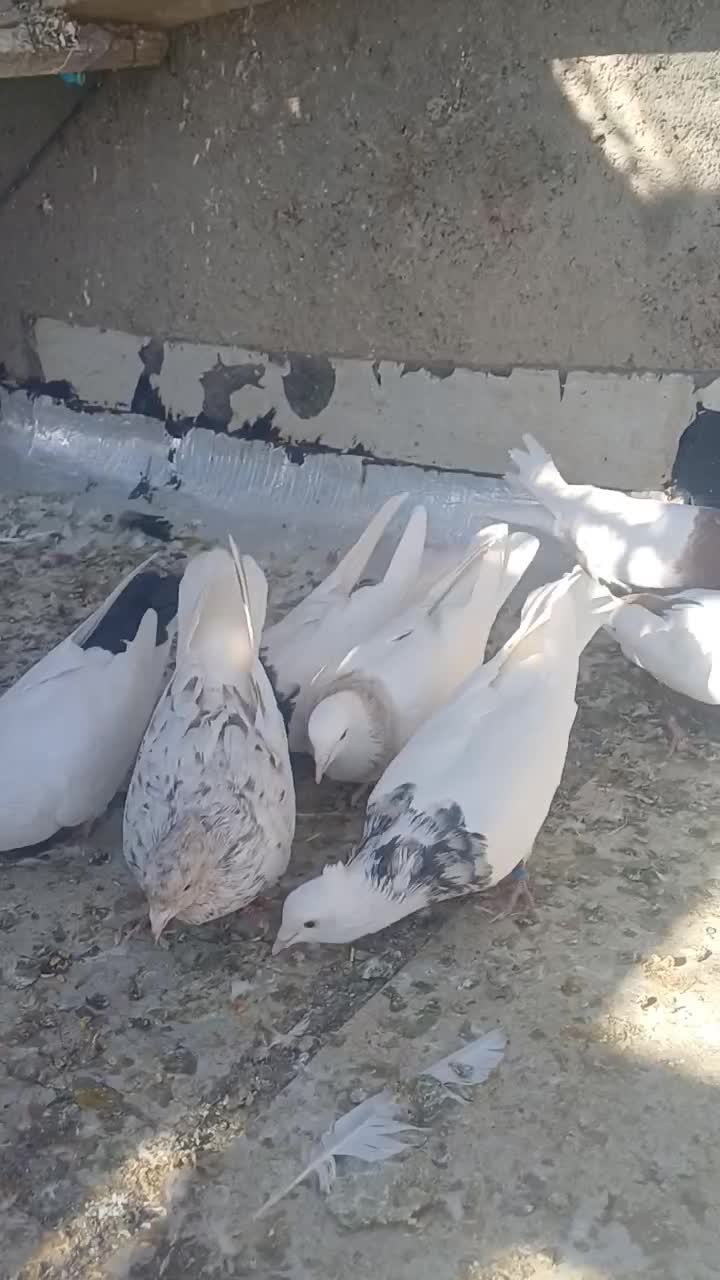 چندعددطوقیباناوردمسفیددمسیاه|پرنده|اسدآباد, |دیوار