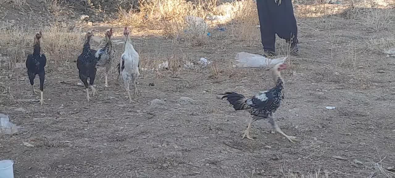 خروس لاری|حیوانات مزرعه|ننور, |دیوار