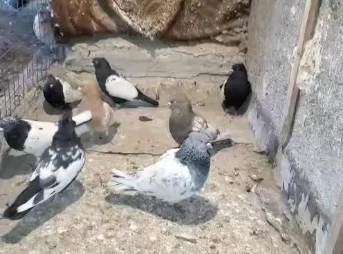 سینه کله|پرنده|مشهد, نوید|دیوار