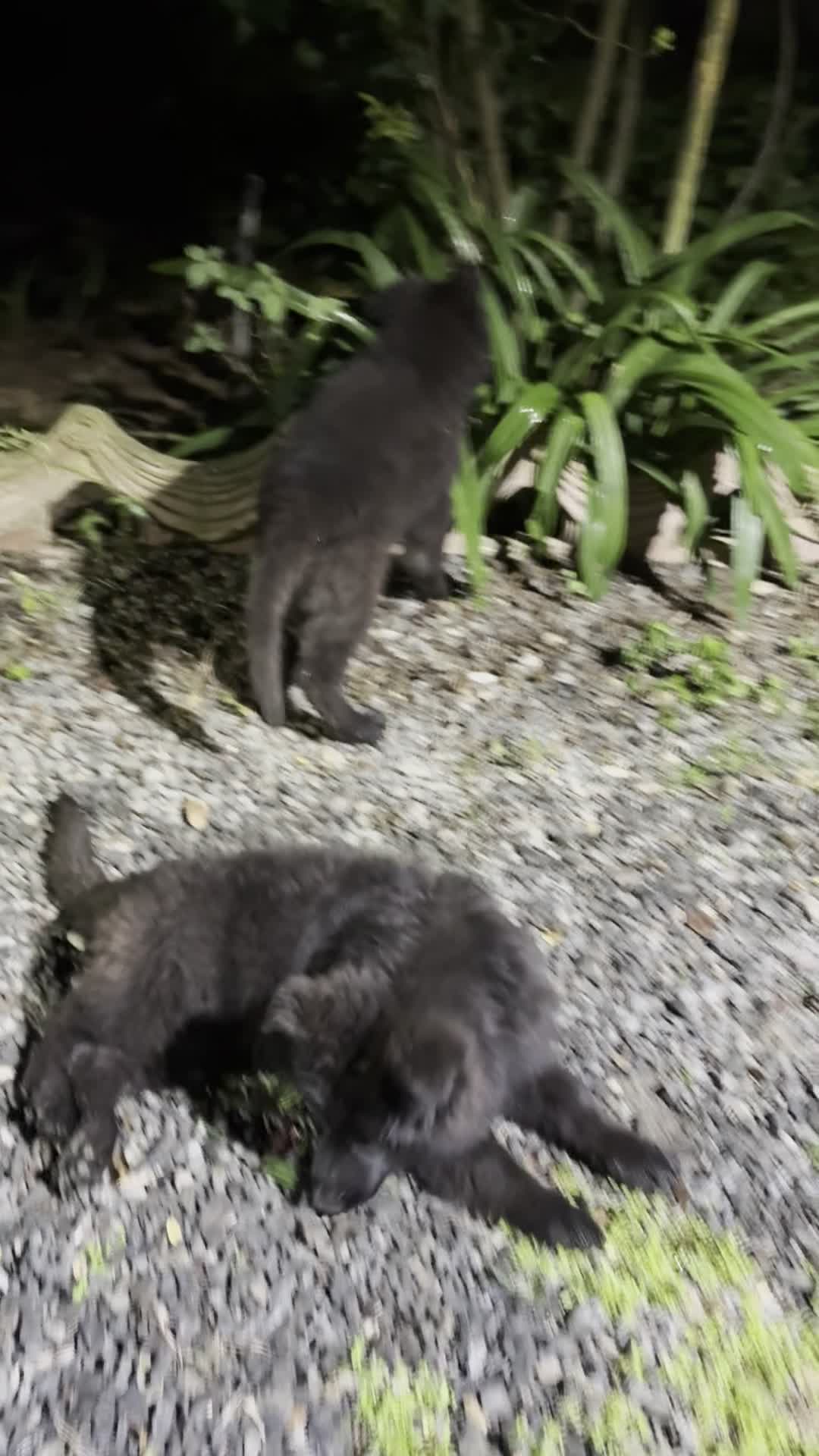 یک جفت ژرمن نر ماده خریدار واقعی تخفیف داره.|سگ|رودسر, |دیوار