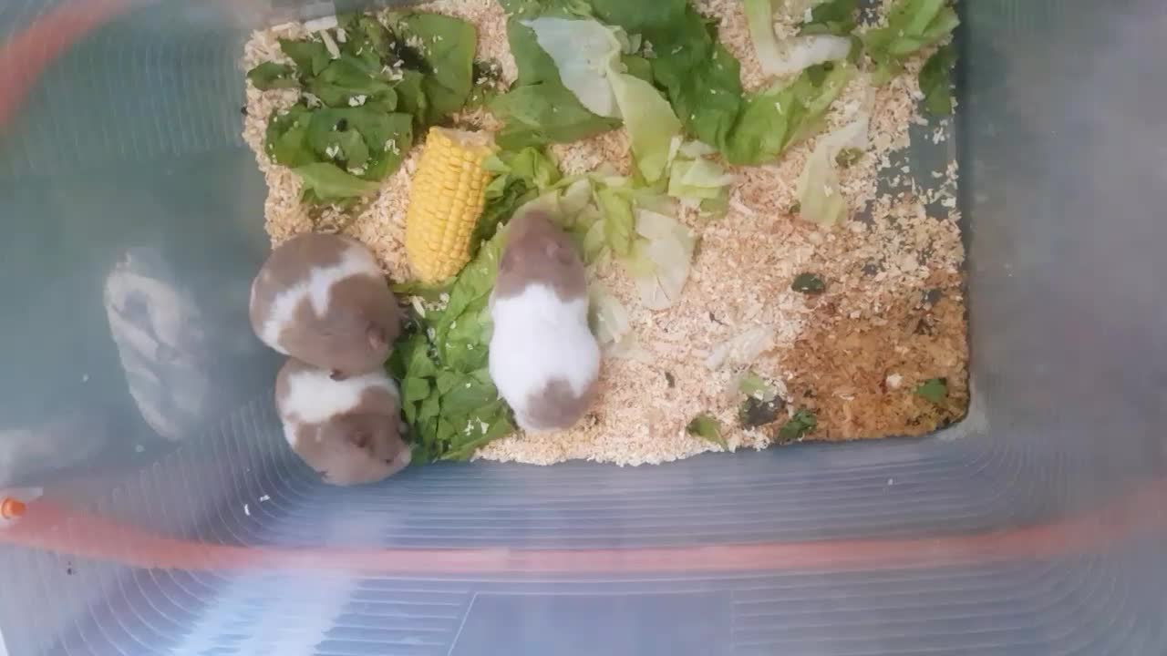 3تاماده همستر سالم خونگی|موش و خرگوش|پردیس, فاز ۱|دیوار