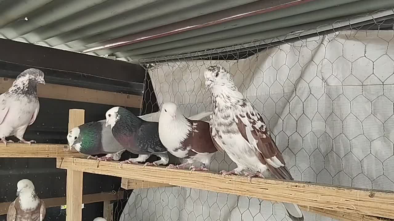 کفتر آسمان دیده|پرنده|اسلامشهر, باغ فیض|دیوار