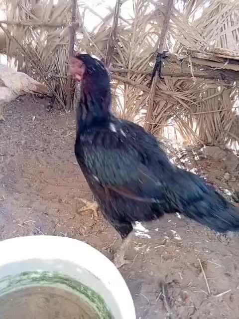 مرغ لاری مامله ای با سگ|سگ|جیرفت, |دیوار