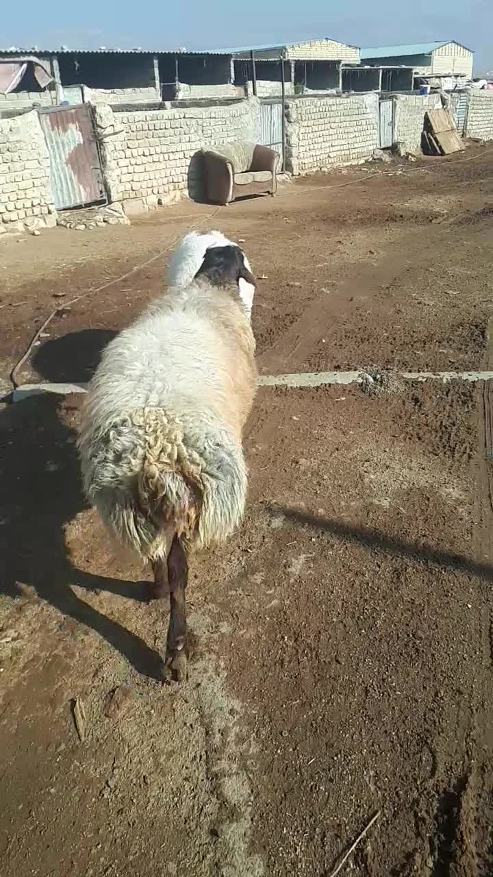 دو راس بره قوچ پلنگی و شال|حیوانات مزرعه|کوهدشت, |دیوار