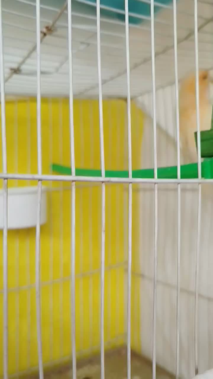 قناری پرنده|پرنده|مشهد, شهرک شهید باهنر|دیوار