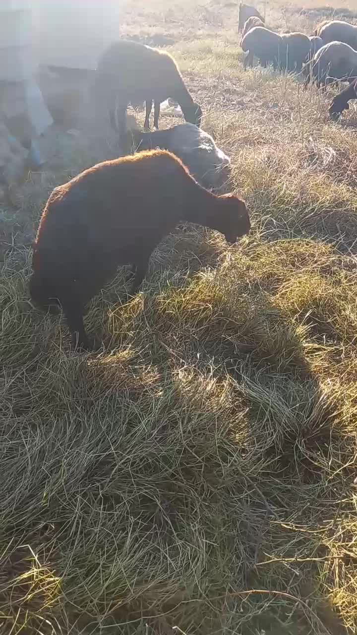 میش.بره.دار|حیوانات مزرعه|تاتار علیا, |دیوار