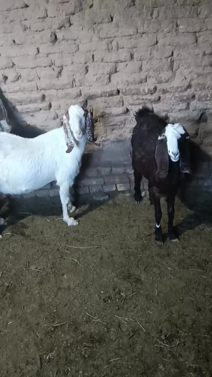 بز زاییده جوان|حیوانات مزرعه|سبزوار, قصبه غربی|دیوار