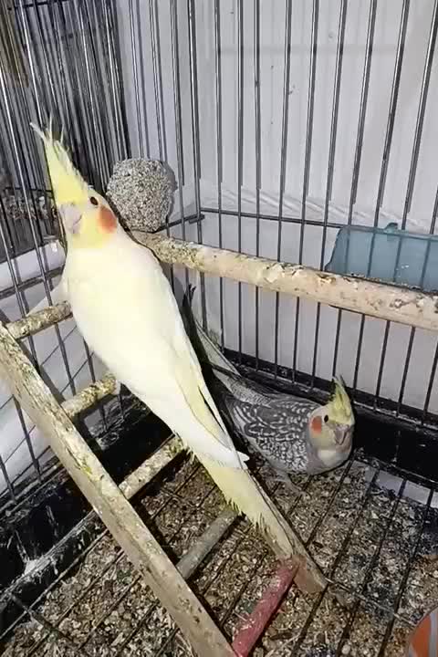 دو عدد عروس هلندی|پرنده|نورآباد, |دیوار